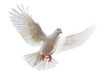 Obraz premium A white dove soaring through the air with its wings spread wide
