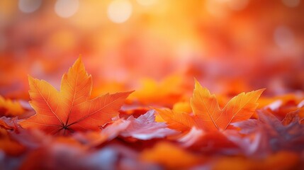vibrant orange maple leaves scattered on the ground with a beautifully defocused background evoking the warmth of the autumn season