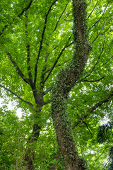 Fototapeta premium Big tree in the forest