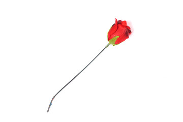 a single rose with a white background isolated