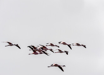 Greater Flamingos - Phoenicopterus roseus- along the shores of Walvis Bay, Namibia.