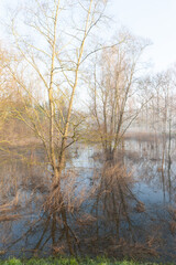 A quiet early morning scene with a light mist covering a tree filled landscape in east flanders, Belgium.
