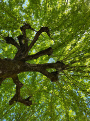 rich green canopy, huge green canopy