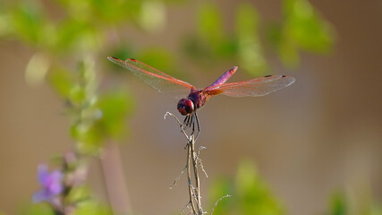 Dragonfly perched on a thin branch, with transparent wings and a vibrant-colored body. The image highlights the delicacy and beauty of this insect in its natural environment.