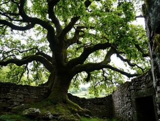 Obraz premium A majestic tree with sprawling branches stands inside a stone ruin, surrounded by lush greenery, creating a serene and ancient atmosphere.