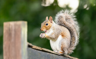 Portrait of a cute grey squirrel eating nuts on a garden fence