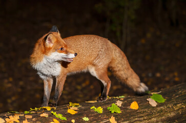 Portrait of a cute red fox with open mouth standing on a tree in the forest in autumn