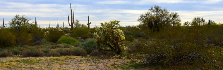 Central Sonora Desert Arizona