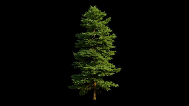 spruce tree isolated, seamless loop animation background