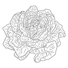 Obraz premium illustration of a head of lettuce drawn with black lines on a white background
