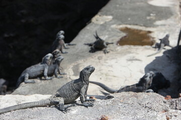 Unique marine iguanas basking on the rocky shores of the Galapagos Islands under the warm sun in the afternoon