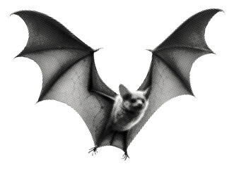 bat in flight isolated retro grunge halftone dotted texture vintage collage element
