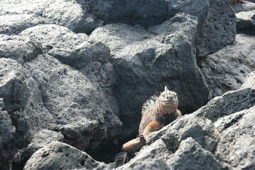 Iguana basking on volcanic rocks at the Galapagos Charles Darwin Research Station during midday