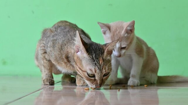a group of cats eating on the floor
