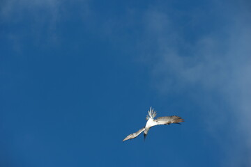 A graceful bird soars above the vibrant blue sky near Santa Cruz Pier in the Galapagos Islands during a sunny day