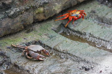 Colorful crabs on the rocky shore at Santa Cruz Pier in the Galapagos during a tranquil afternoon