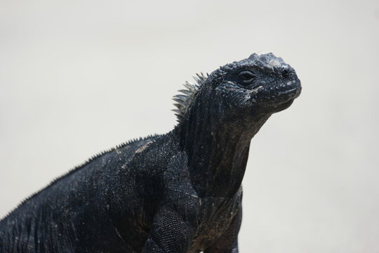 Close-up of a Galapagos marine iguana basking on the sandy shores of the Galapagos Islands under the bright sun