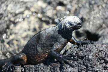 Iguana basking on volcanic rocks in the Galapagos Islands under the warm sun