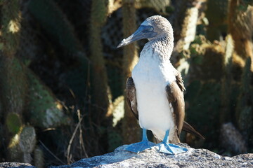 Blue-footed booby stands proudly on a rocky surface in the Galapagos, showcasing its vibrant coloration and unique features