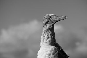 Majestic Galapagos blue-footed booby perched against a dramatic sky, showcasing its unique features and vibrant personality during the day