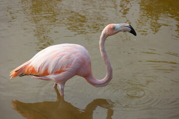 Galapagos Flamingo wading in the tranquil waters of the estuary during a serene afternoon