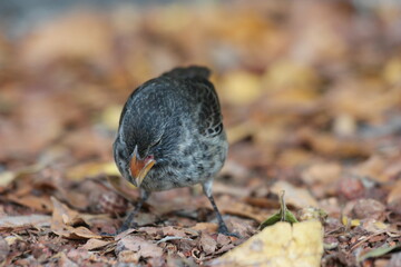 Darwin finch foraging among fallen leaves in the Galapagos Islands, showcasing unique adaptations and behavior in its natural habitat