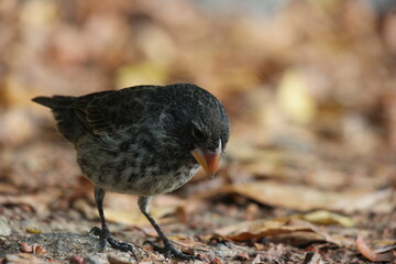 Darwin's finch forages on the forest floor among fallen leaves in the Galapagos Islands