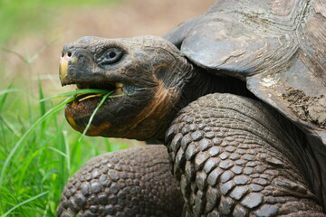 Obraz premium Giant tortoise grazing on lush grass at El Chato Ranch in the Galapagos Islands, showcasing its unique features and habitat