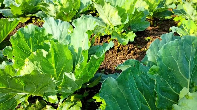 Young cabbage grows in the farmer field. Cabbage bushes with green leaves on the ground. Organic vegetable growing.
