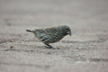 Darwin's finch foraging on the rocky ground of the Galapagos Islands during a sunny afternoon in natural habitat