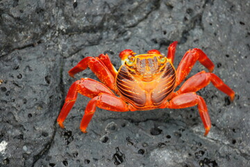 Colorful crab basking on the volcanic rocks of the Galapagos Islands under bright sunlight