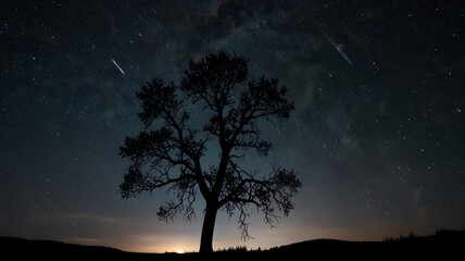 Fototapeta premium Silhouetted tree against a starry night sky.