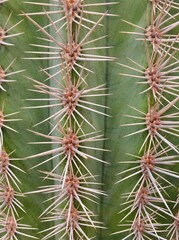 close up of cactus