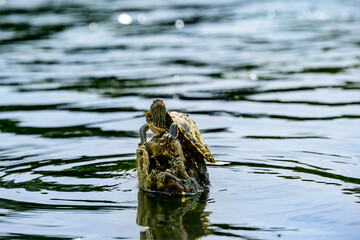 Painted turtle (Chrysemys picta) pulled out on a fallen tree trunk catching some warming rays from the sun on the Toronto Islands	
