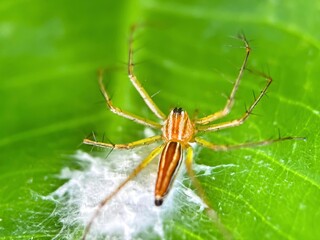 Close up of spider lynx