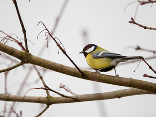 one small, yellow, colorful bird sitting on a branch. The great tit (Parus major). Light background.