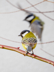 Two small yellow, colorful birds. One bird is sitting on a branch and the other bird is flying in the background.. The great tit (Parus major). Light background.