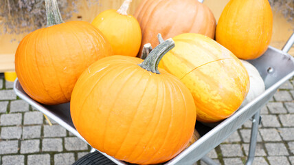 Fresh Pumpkins Loaded in a Wheelbarrow Ready for the Beautiful Fall Harvest Season