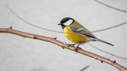 one small, yellow, colorful bird sitting on a branch. The great tit (Parus major). Light background.