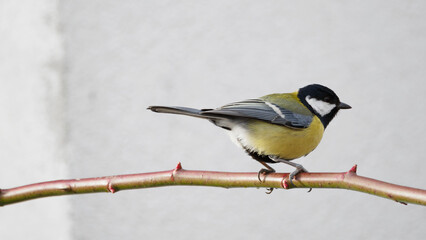 one small, yellow, colorful bird sitting on a branch. The great tit (Parus major). Light background.