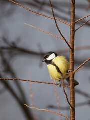 one small, yellow, colorful bird sitting on a branch. The great tit (Parus major). Dark background