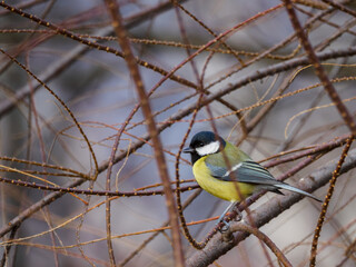 one small, colorful bird sitting on a branch among a tangle of twigs. The great tit (Parus major).