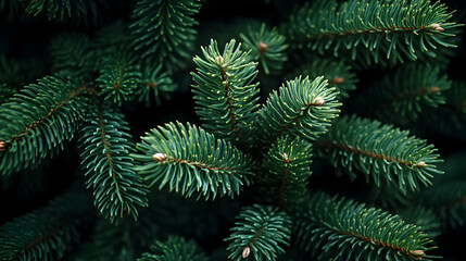 Obraz premium Green Pine Tree Branches Close Up Macro Photography