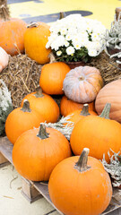 Enjoy the Autumn Harvest season with lovely pumpkins and seasonal decorations for your home