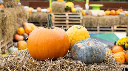 A Colorful Display of Pumpkins in a Beautiful Harvest Scene that Captivates Visitors Everywhere