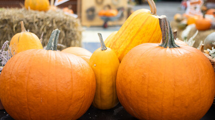 Vibrant, colorful pumpkins beautifully displayed at the bustling fall market scene