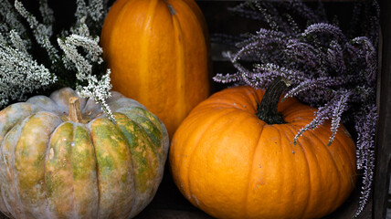 Autumn Harvest Discover the beauty of colorful pumpkins and charming rustic decor this season