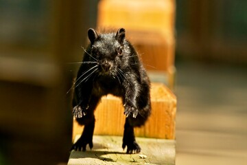 A squirrel that scares you for Halloween