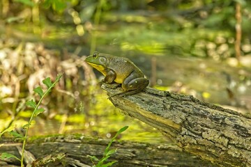 A frog at the olympic games