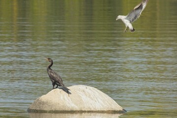 Seagull  say to cormorant it's my rock
